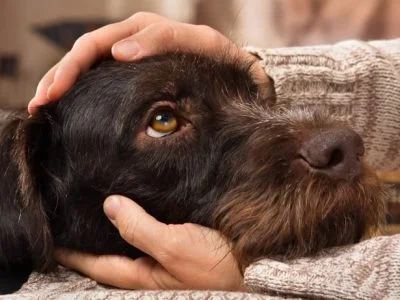 Pampering Dog Before Euthanize