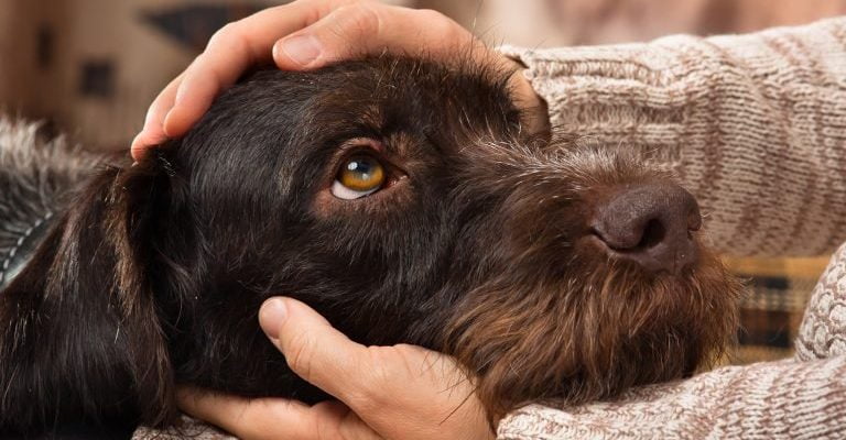 How To Euthanize A Dog At Home With