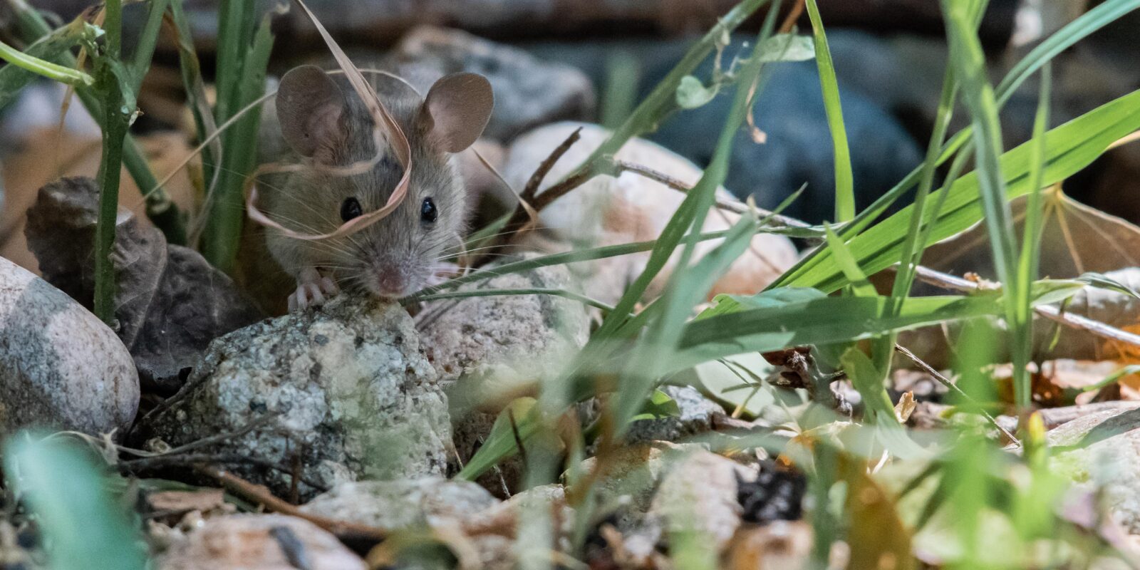 How to Get Rid of Rodents from Your Backyard Garden? EmptyLightHome