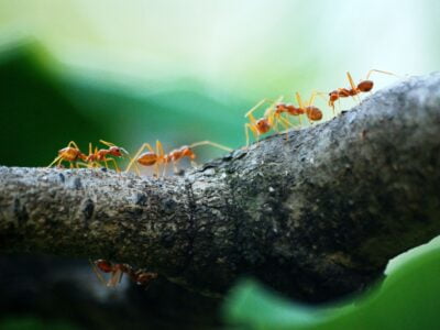 Don't Let the Ants Take Over - Use 6 Practical Pest Control Solutions