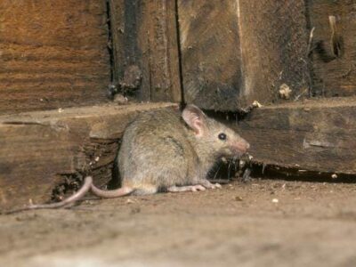 7 Safe and Effective Rodent Extermination Methods Used by the Pros