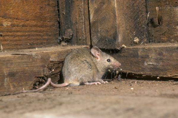 7 Safe and Effective Rodent Extermination Methods Used by the Pros