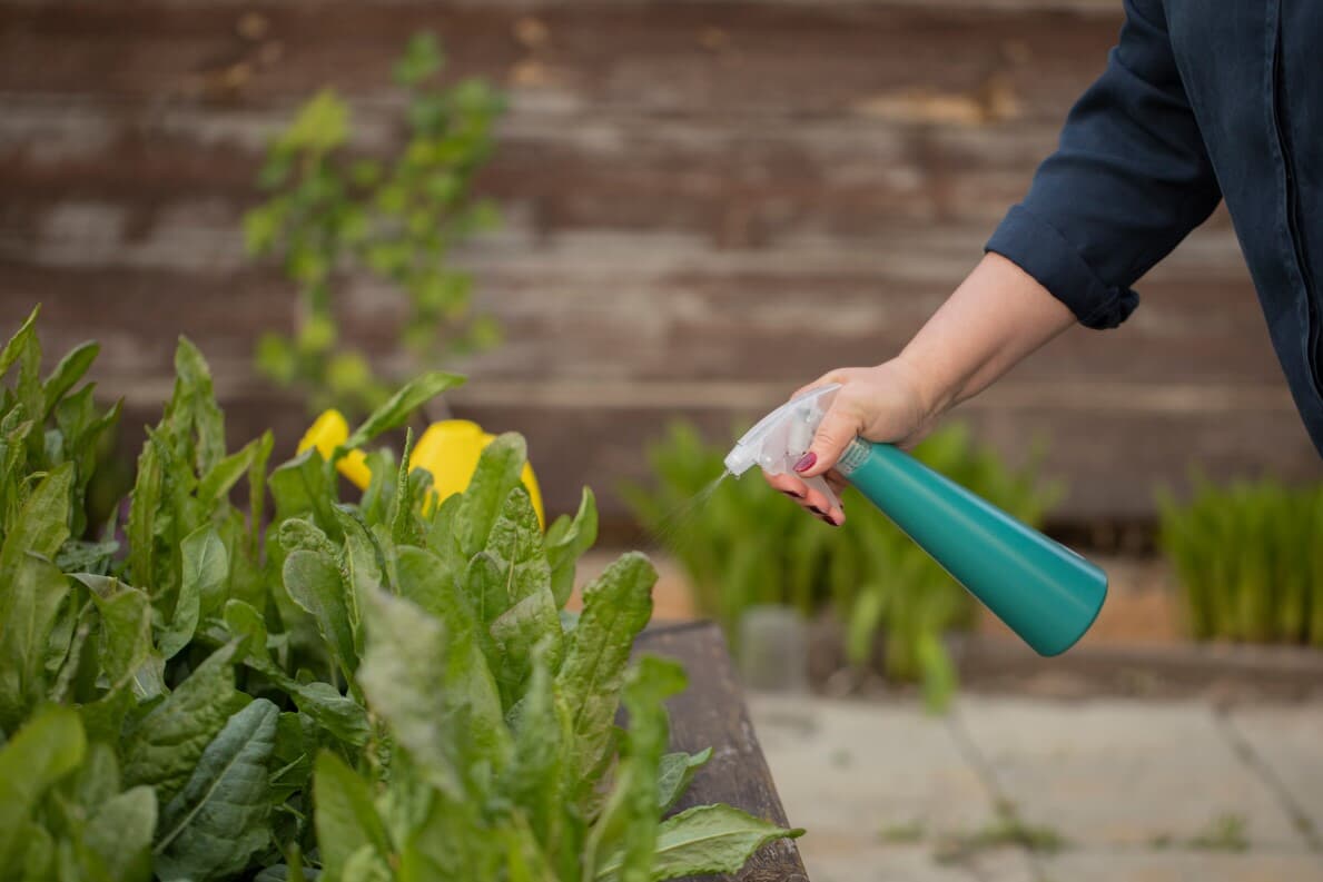 C:\Users\Chisom\Downloads\Female hand spraying from a bottle onto plants in a garden 1189.jpg
