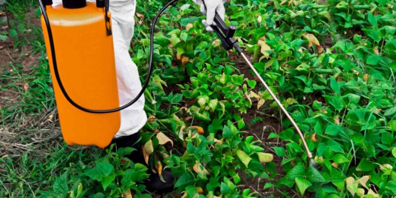Maintaining Your Garden with Herbicide
