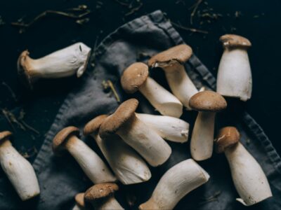 A Beginner's Guide to Mushroom Farming