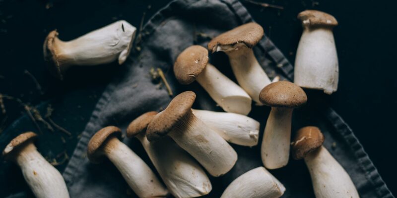 A Beginner's Guide to Mushroom Farming