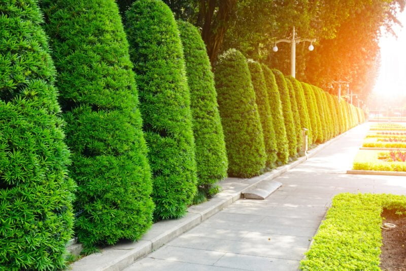 Luxury Landscape Design with Topiary