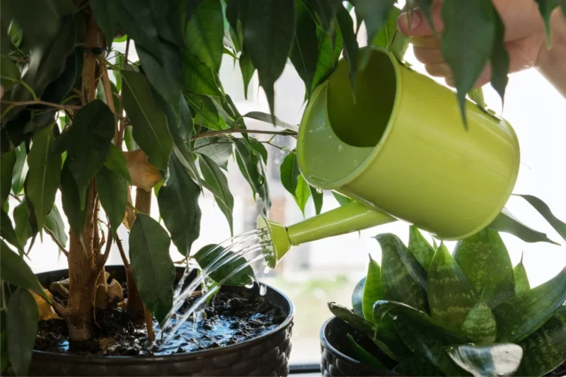 Overwatering Gardens and Outdoor Use