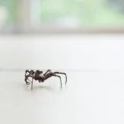 Simple Hacks to Get Rid of Spiders from Windows Once and for All