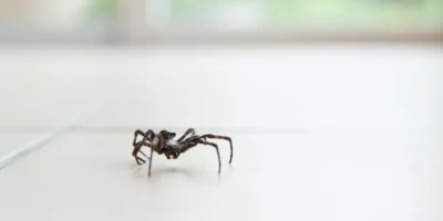 Simple Hacks to Get Rid of Spiders from Windows Once and for All