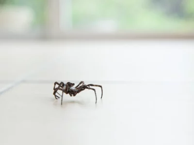 Simple Hacks to Get Rid of Spiders from Windows Once and for All