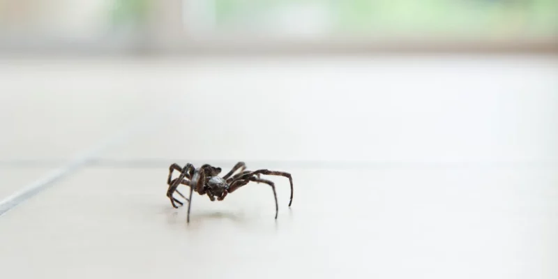 Simple Hacks to Get Rid of Spiders from Windows Once and for All